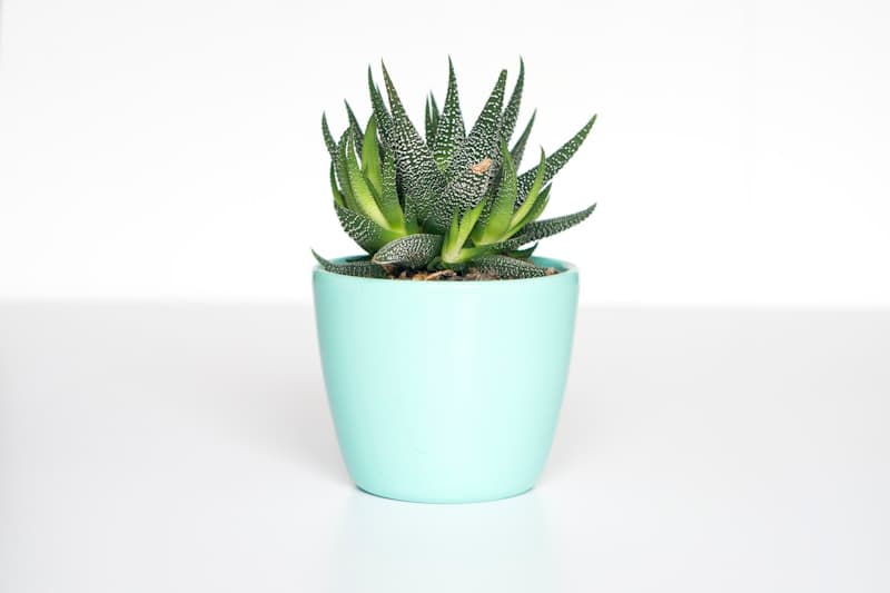 Citrus Grove Terracotta Planter